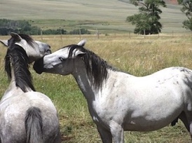 Playful Sparring.